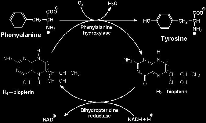 phenylalanine 10.