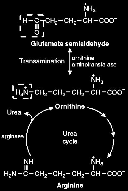 semialdehyde.