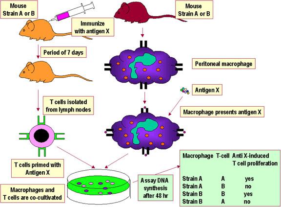 C. Other points concerning antigen processing and presentation 1.