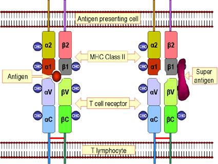 binds to class II MHC molecules and to one or more V β regions of the TCR. The antigen is not bound to the peptide binding groove of the MHC molecule or to the antigen binding site of the TCR.