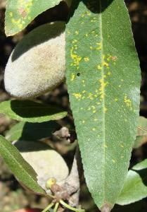 Control of Almond Rust Begin with fall defoliation Zinc sulfate + urea Fungicide application 5 weeks after petal fall If weather similar to 2010 & 2011,