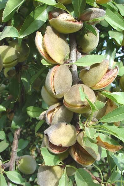 Management of Summertime Almond Diseases Roger