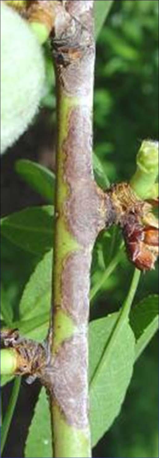 Almond Scab Cladosporium carpophilum