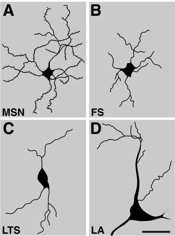 Microanatomy of the striatum: cell types Projection neurons: MSN: medium spiny neuron (GABA) striatonigral projecting direct pathway striatopallidal