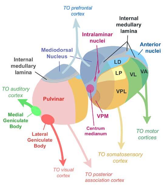 Thalamic nuclei can be categorized