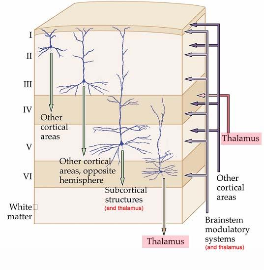 Corticothalamic afferents terminate in: Layer 4, spill into 3 and 5 Layer 6 Layer 1 spill into