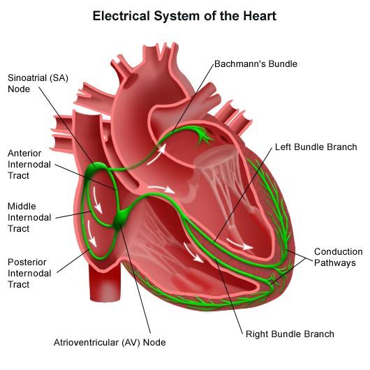 Electrophysiology Studies Cardiac Conduction System. Mdmedicine.wordpress.
