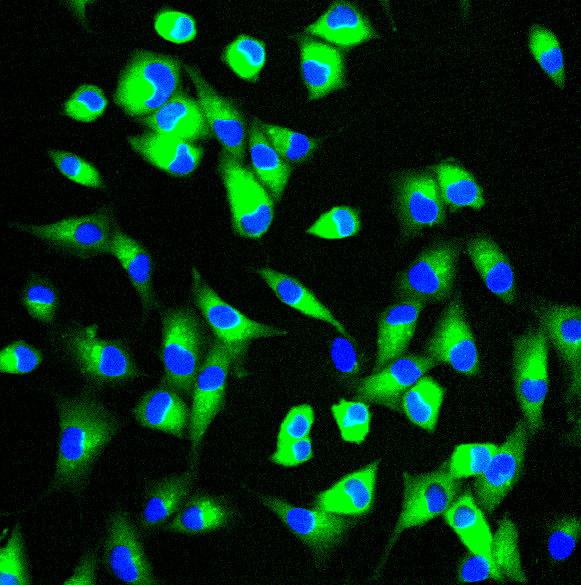 expressing MAPKAPK2-GFP fusion Nucleus to Cytoplasm (agonist-stimulated) 1.2 Translocation Index (C:N) 1.1 1.0 0.9 0.