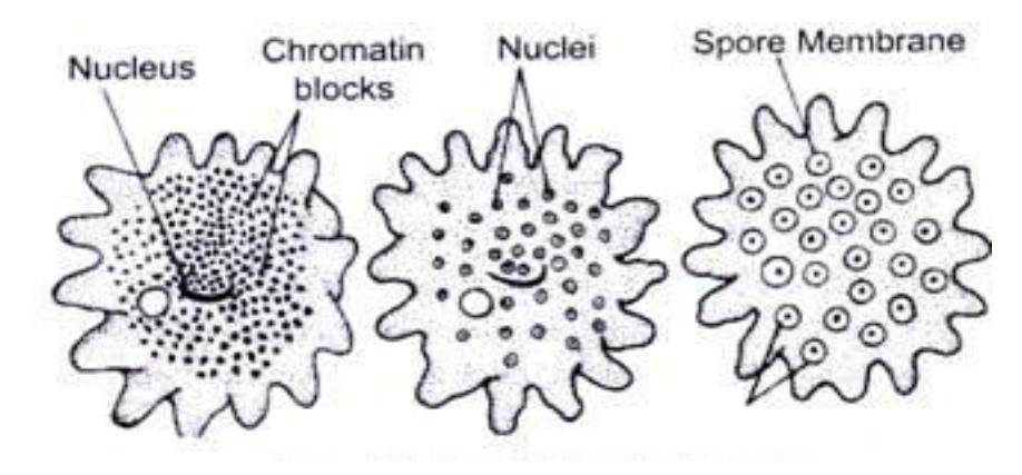 7 (ii) Sporulation Under un-favourable conditions amoeba reproduces by formation of spores internally.