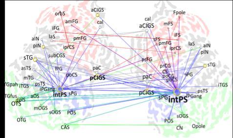 Networks: The most potential MEG application? Palva, Palva et al.