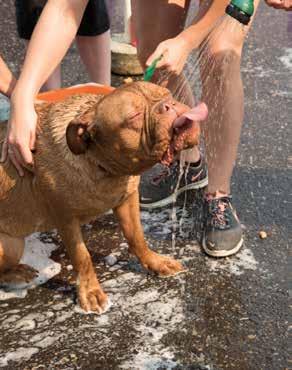 Attendees enjoy food, beer and a multitude of vendors, all while getting their dogs washed.