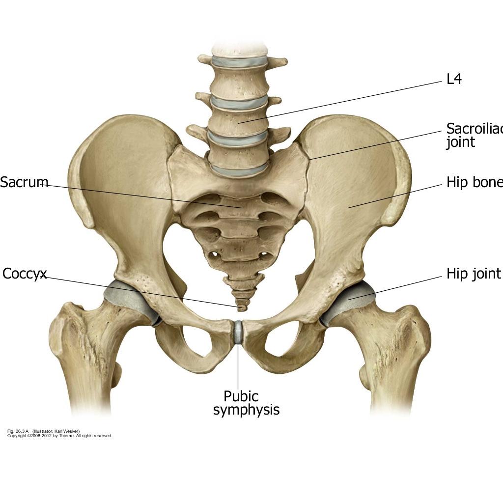 Alignment Anomalies Pelvis and Hips Pelvic up slip (high hip) One ilium is higher than the other.