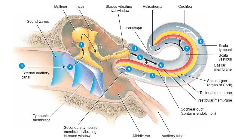 Inside the cochlea we have compartments, it s divided into three compartments two connected with each other s but the middle is separated and has different fluid.