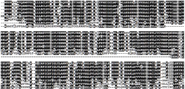 Sequence alignment of TERB1 homologs in vertebrates. M.