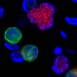 a SUN2 -Actin b SUN2 Spermatocytes DNA SUN2 Mitotic cell Mitotic cell Spermatocytes * Haploid cells Supplementary