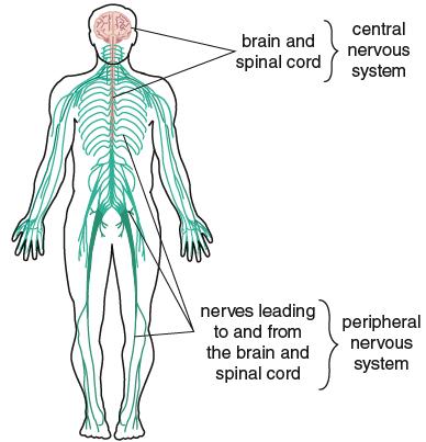 The Nervous System Enables the detection of surrounds and coordinates behaviour.