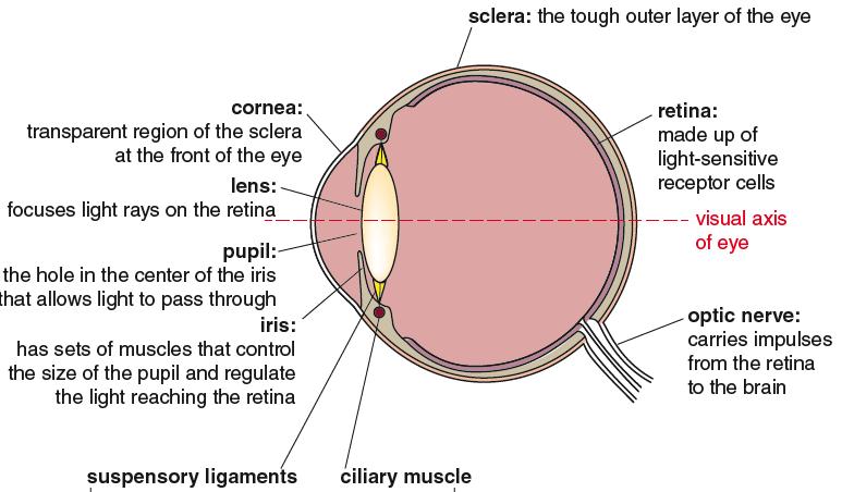 The Eye: Receptor cells in the eye convert light into nerve impulses. Images focus on the retina. Light rays are refracted (bending of light)when they enter the eye. 1. Light enter the eye 2.