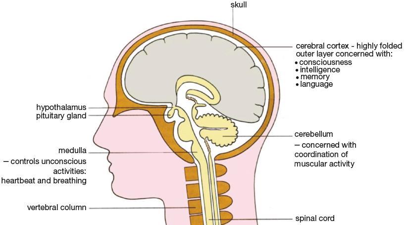 Chapter 5 Homeostasis and control Bio Only The Brain is the organ that coordinates and controls ALL activity and behaviour. It has 3 main regions: 1. cerebral cortex 2. cerebellum 3.