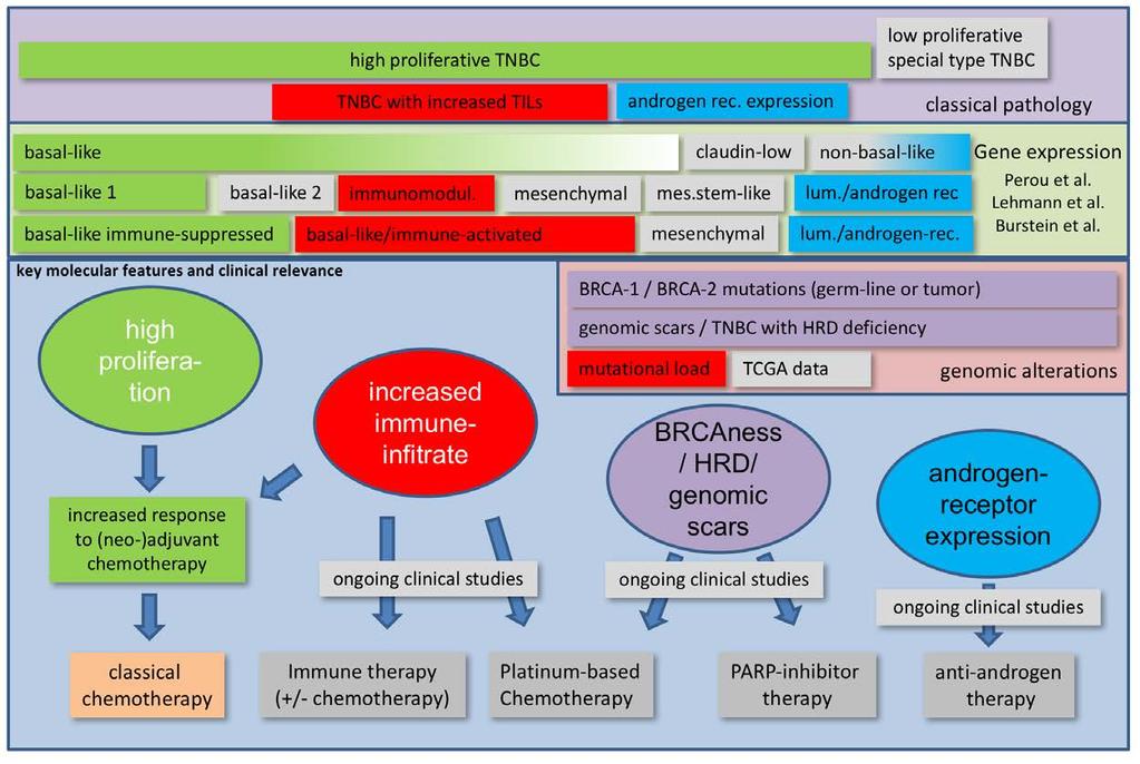 Molecular Model for TNBC Biologic Features of a Heterogeneous Disease HRD, homologous recombination deficiency; METABRIC, Molecular Taxonomy of Breast