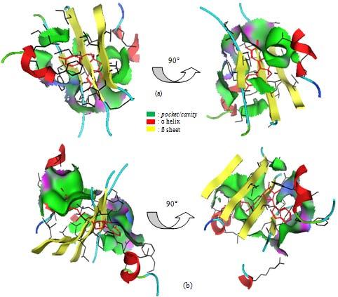 protein target. Lower score docking means higher binding affinities between them. Molecular docking analysis of brazilein was a bond in ATP binding site of Pgp.