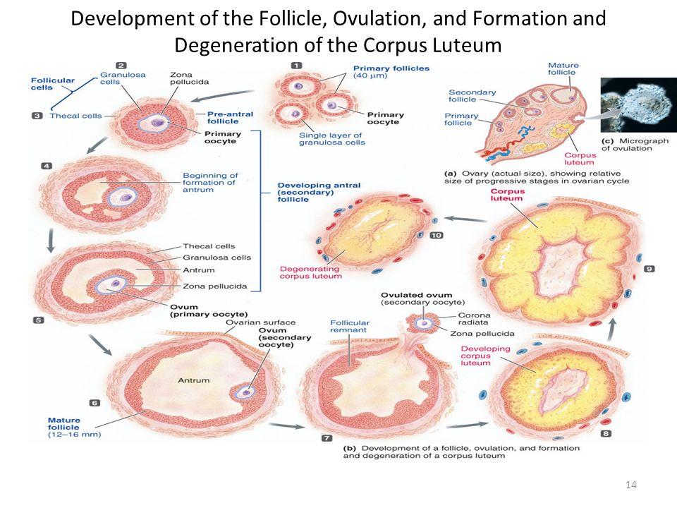 LUTEAL PHASE Formation of the corpus luteum. Ø The corpus luteum is the result of two important events initiated at ovulation: 1. Granulosa and theca cells hypertrophy: inc.