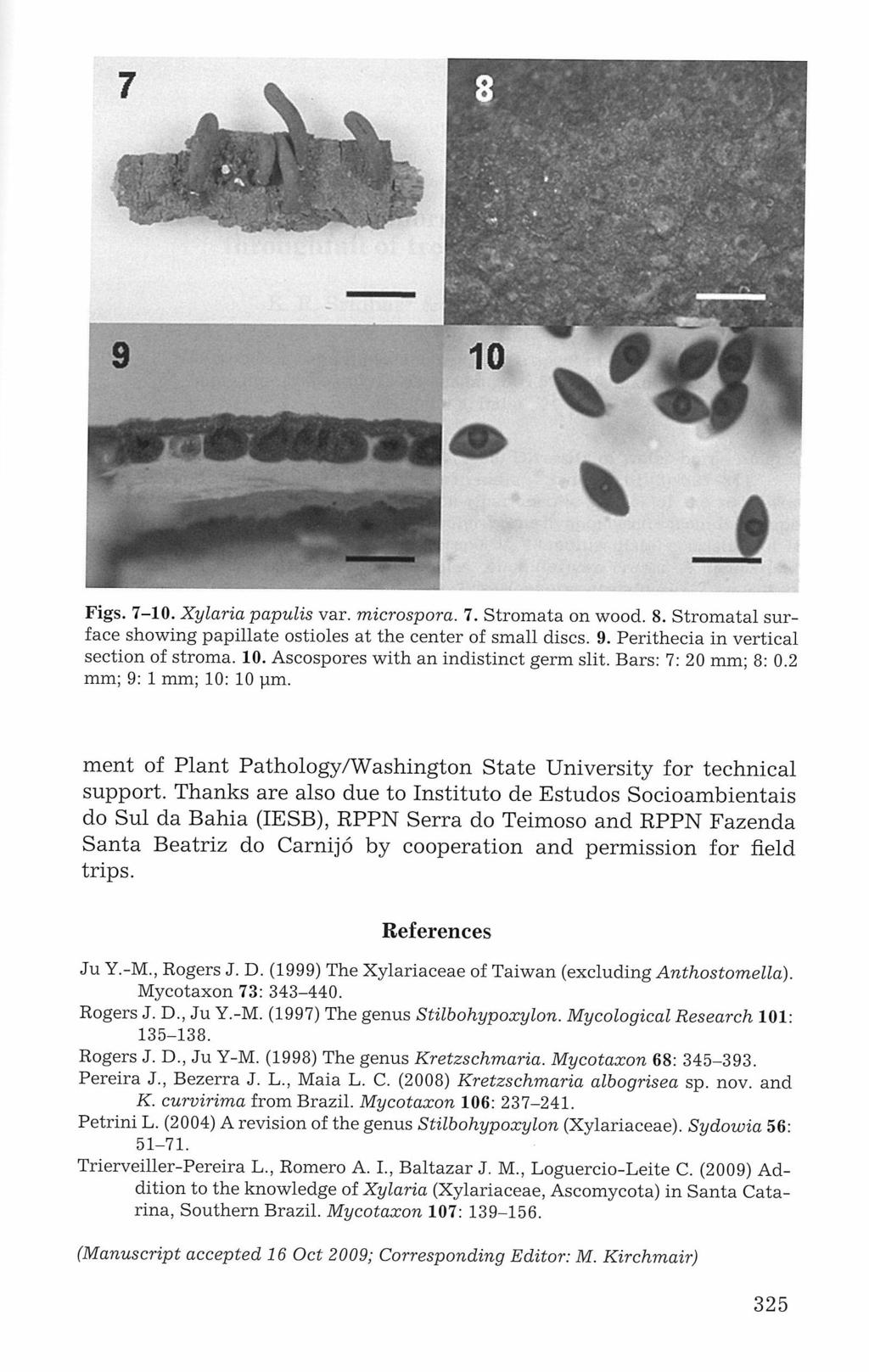 ** 9 1 0 Figs. 7-10. Xylaria papulis var. microspora. 7. Stromata on wood. 8. Stromatal surface showing papillate ostioles at the center of small discs. 9. Perithecia in vertical section of stroma.