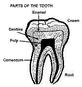 COMMUNITY Care of teeth This achievement teaches us not only about out teeth but also how to look after them. There is a picture to colour in and some questions to answer at the end.