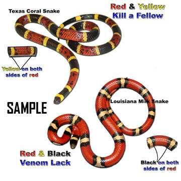 QOD Coral and King snakes both look very much alike.