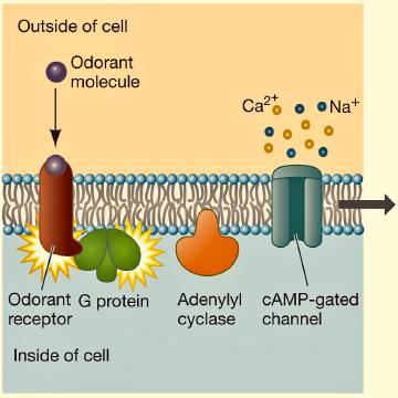 The GTP hydrolysis back to GDP in the cell is catalyzed by the GTPase enzymatic activity of the G-protein. (A G-protein serves as its own enzyme to catalyze the reaction of GTP GDP.