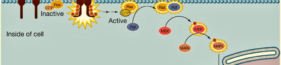 One protein-kinase relay involving the celldivision promoting protein ras, is implicated in a number of cancers.