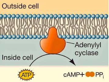 Cell Signaling and Communication - 13 Secondary (Second) Messenger Molecules Membrane proteins are primary receptors for signal molecules, but many receptors require additional molecules in the