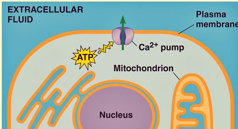 Cell Signaling and Communication - 15 C a + + as a Secondary Messenger In animal cells, calcium ions are usually in a much higher concentration in the extracellular