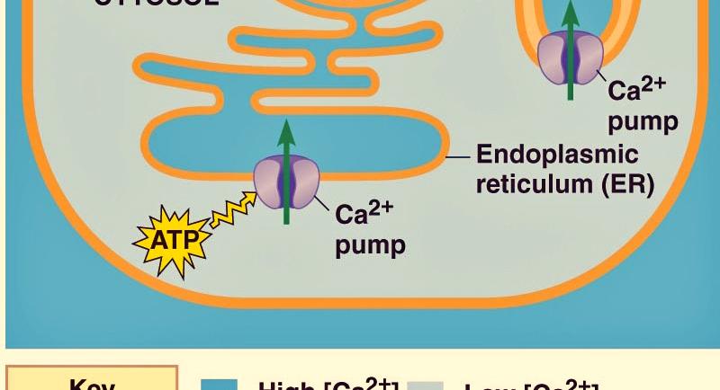 Ca ++ pumps are used to maintain this gradient by pumping Ca ++ out of the cell and/or from the cytosol into the ER and some other organelles.