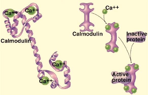 Activation of Ca ++ secondary messenger Role of Ca ++ in Development Independently of its cooperative role with IP 3 and DAG, Ca ++ can activate ion channels, including