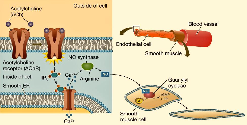 Cell Signaling and Communication - 16 Nitric Oxide (NO) and Cyclic GMP (Guanine Monophosphate) The gas, nitric oxide (NO) is an intermediate messenger molecule that leads to blood vessel dilation by