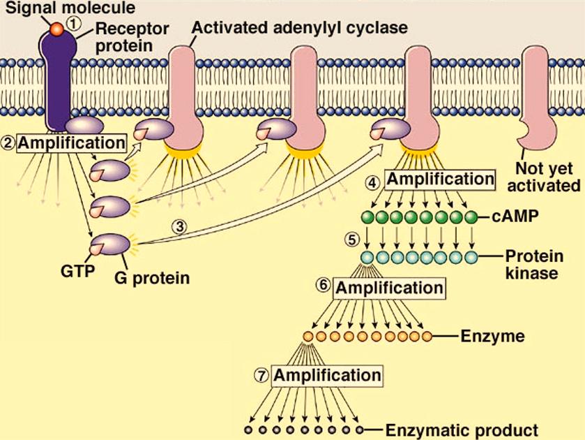 Cell Signaling and Communication - 17 Signal Amplification The often-elaborate G-protein and protein kinase signal transduction pathways