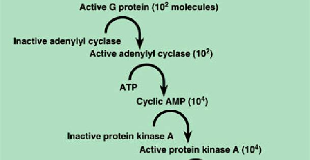 Proteins that function in multiple pathways also provide for greater efficiency.