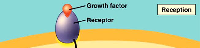 signaling involves 3 stages: reception, transduction and response.