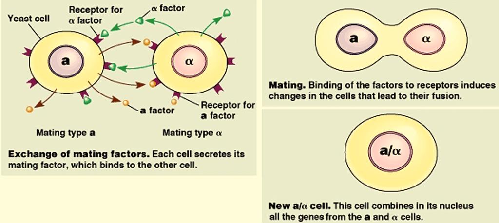 Cell Signaling and Communication - 2 Receptiveness to sexual reproduction is a common use of chemical signals.