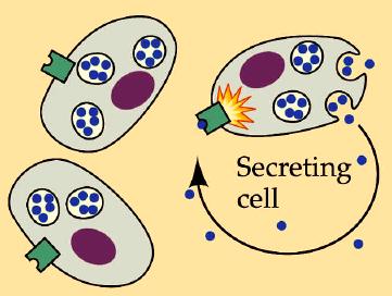 Cell Signaling and Communication - 3 Types of Cell Signaling Within multicellular organisms there are a number of types of cell signaling, usually categorized by the distance between the