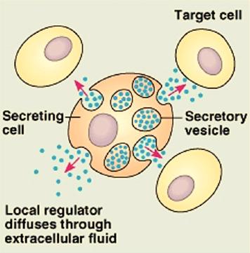 Cell Signaling and Communication - 4 Paracrine Signaling A short-lived signal molecule released by one cell that travels through the extracellular environment and acts on the receptor molecules of