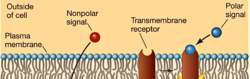 Cell Signaling and Communication - 6 The Receptors A receptor can be located in the plasma membrane or within the cytoplasm of the cell. A signal molecule binds to a specific site on its receptor.