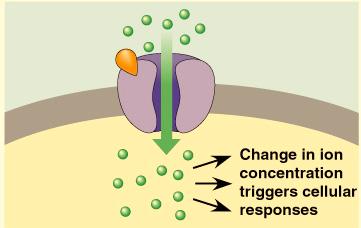 Plasma Membrane Receptors A signal molecule that has a plasma membrane receptor will have a shape that fits into a portion of its receptor protein, which is an integral protein, in the plasma