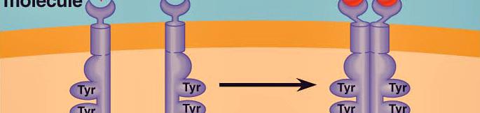 Tyrosine kinase membrane receptors are common in animal cells. Serine and threonine kinases are also found in the cytoplasm of cells.