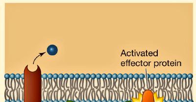 G-proteins also have a binding site for the receptor protein in the plasma membrane and to