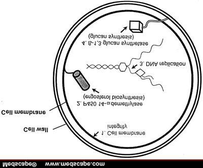 based amphotericin, Echinocandins ew drugs in existing