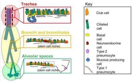 proximal Generation and organization of cell types distal http://www.