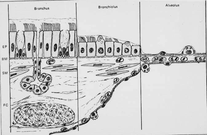 Epithelium -Ciliated cells -Goblet cells -Club cells