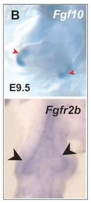 FGF signaling is an essential component of the