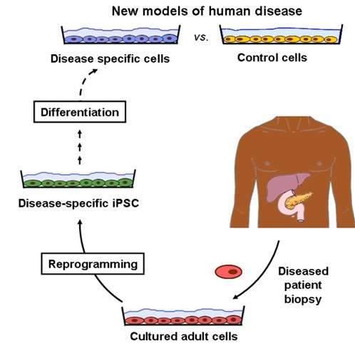 Induced pluripotent stem cell (ipsc)